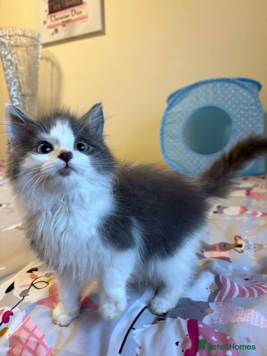 Ragdoll cats for sale: Ragdoll cross British Shorthair Kitten - Advert 17