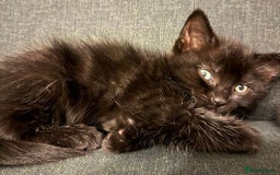 Ragdoll cats for sale: Ragdoll cross kittens - Image 4