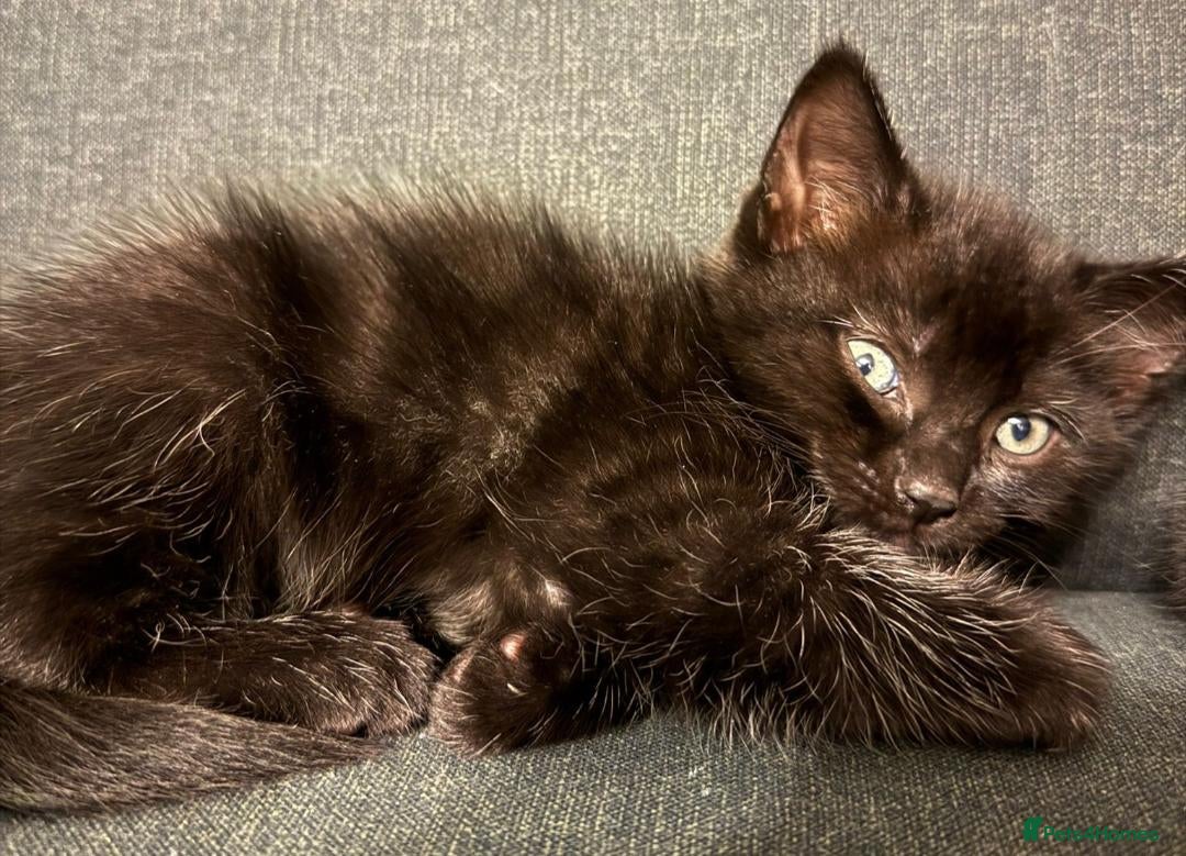 Ragdoll cats for sale: Ragdoll cross kittens - Image 4