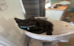 Domestic Shorthair cats for sale: Meet Toothless - Image 2