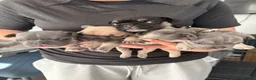 French Bulldog dogs for sale: KC REGISTERED FRENCH BULLDOG PUPPIES  - Advert 1