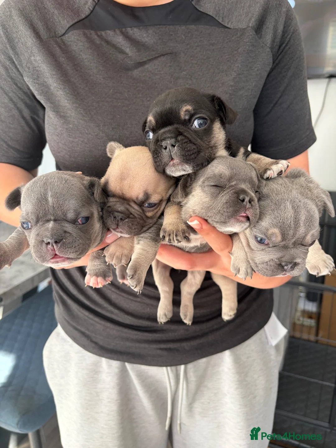 French Bulldog dogs for sale: KC REGISTERED FRENCH BULLDOG PUPPIES  - Advert 1