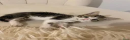 Mixed Breed cats for sale: Two Beautiful 8 Week Old Kittens - Advert 11