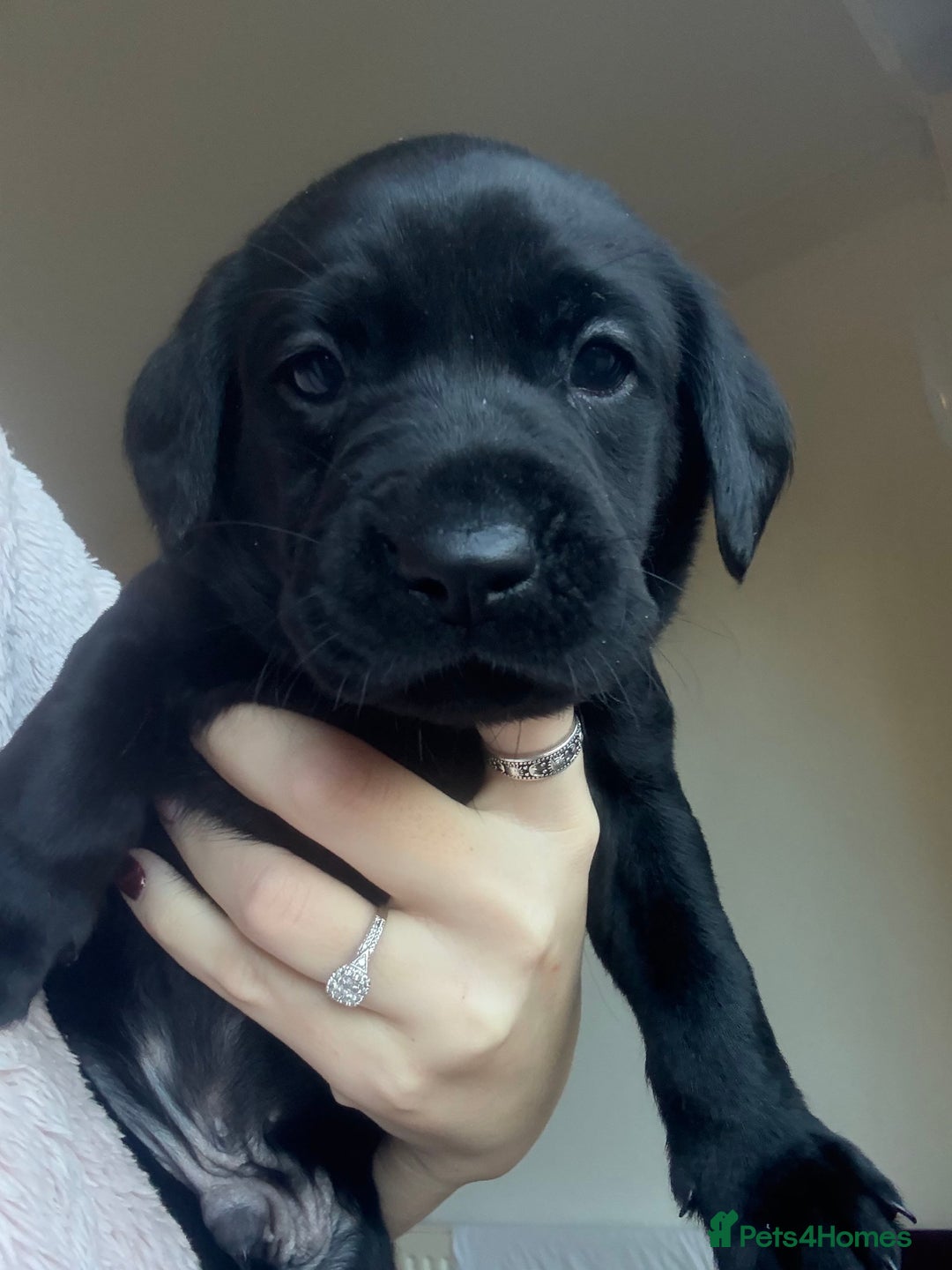 Labrador Retriever dogs for sale: Labrador puppies.  - Advert 26