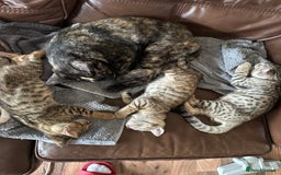 Mixed Breed cats for sale: Crossed BENGALS  - Image 4