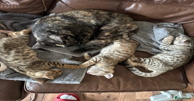 Mixed Breed cats - Advert 3