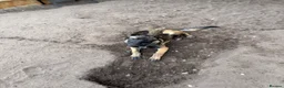 Belgian Shepherd Dog dogs for sale: Belgian malnois sheperad - Advert 6
