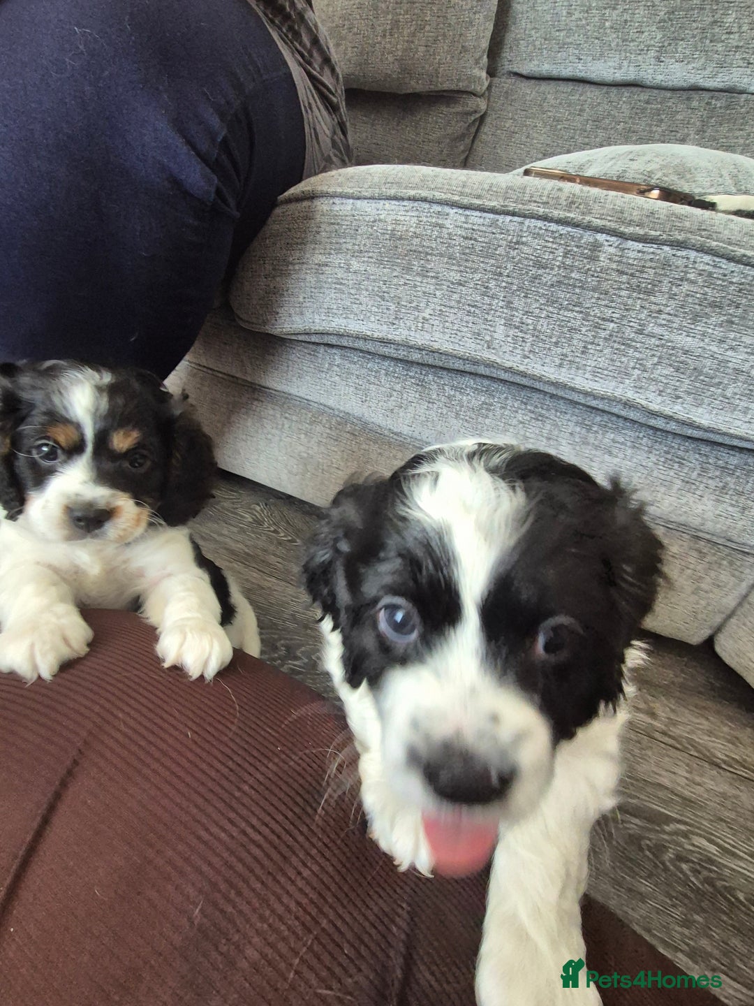 Cockalier dogs for sale: Cavalier king Charles spaniel x cocker spaniel  - Image 22