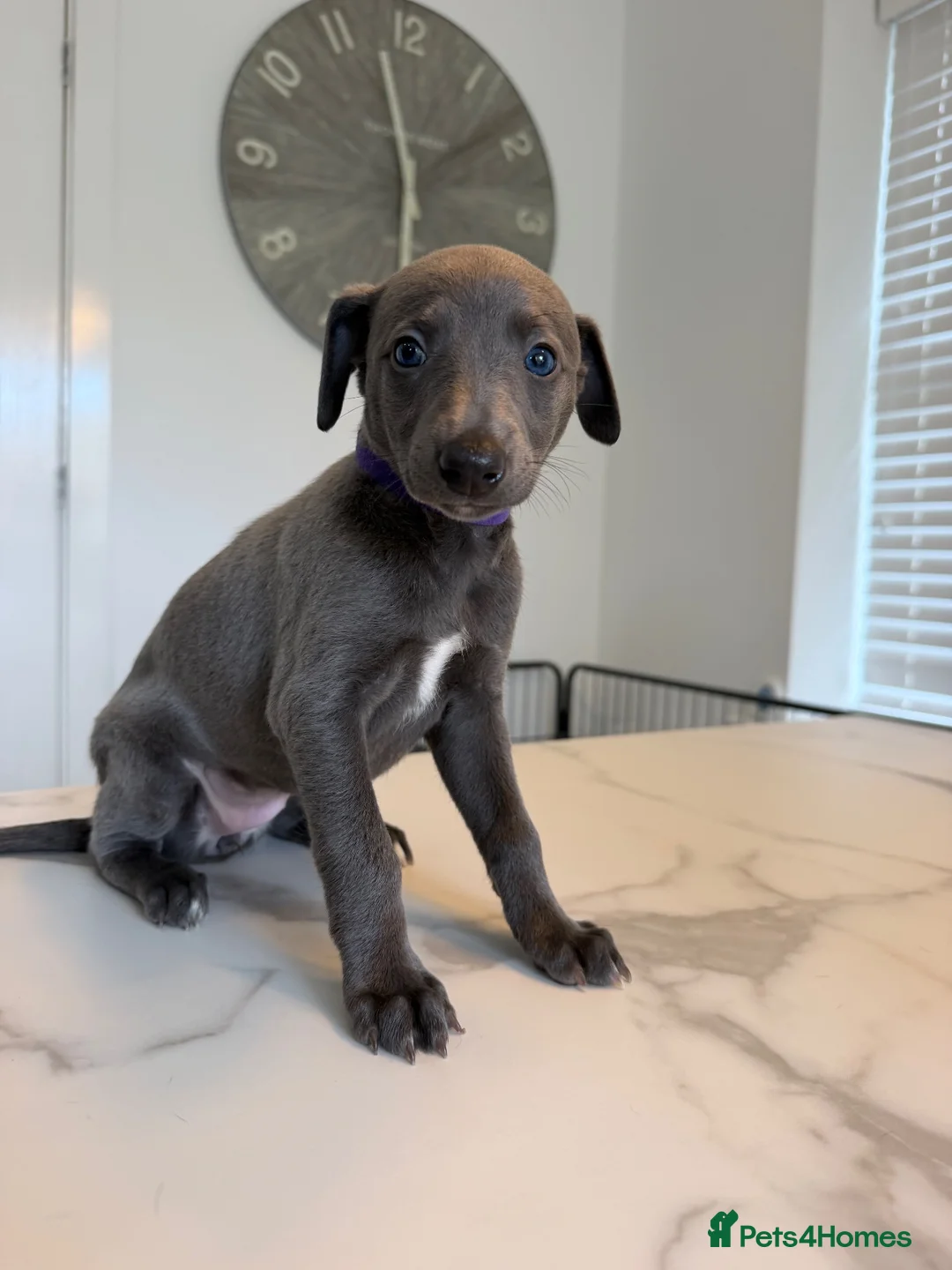 Whippet dogs for sale: KC Whippet Puppies  in Chesterfield - Advert 27