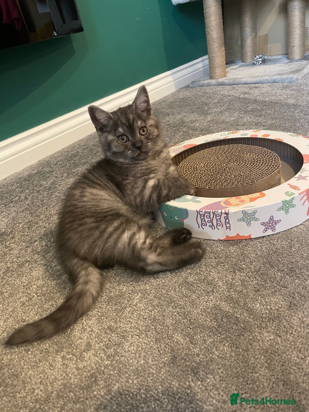 British Shorthair cats for sale: 4 month old male British Shorthair - Advert 6