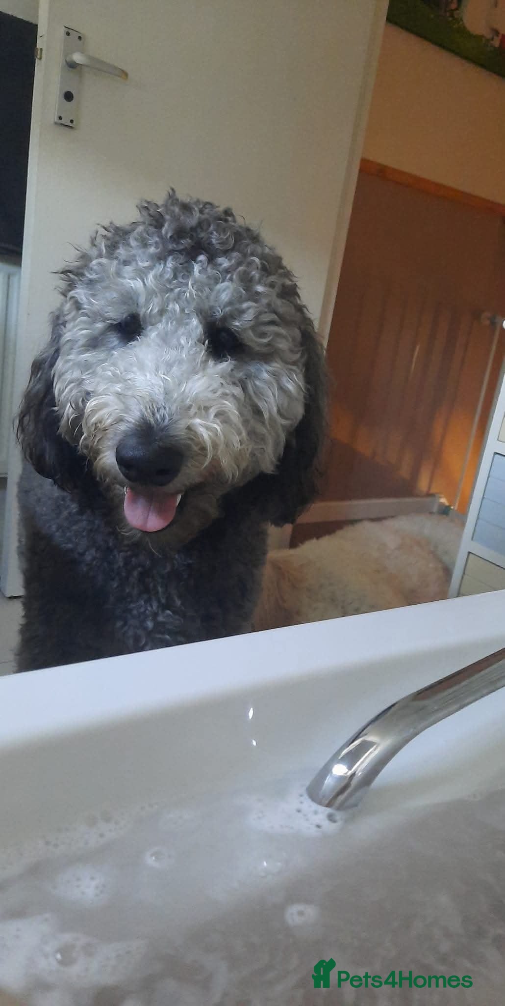 Labradoodle dogs Labradoodle girl  - Advert 2