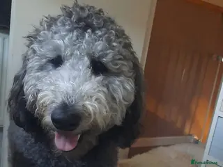 Labradoodle dogs Labradoodle girl - Advert 2