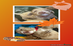 Australian Labradoodle dogs for sale: ♥️ 1 girl left ♥️ tiny tails , big hearts ♥️  - Image 20