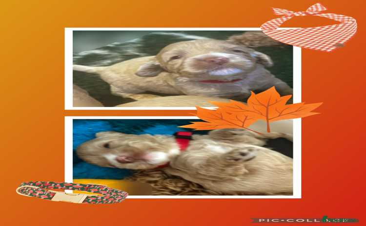 Australian Labradoodle dogs - Advert 1