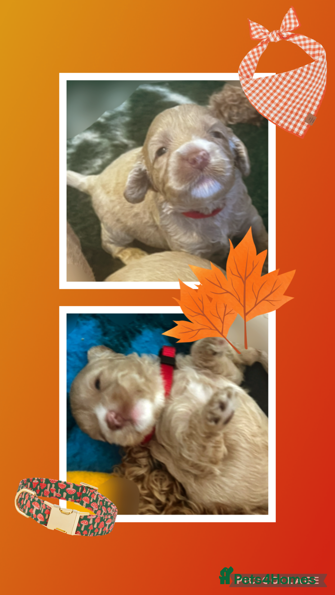 Australian Labradoodle dogs for sale: ♥️ 1 girl left ♥️ tiny tails , big hearts ♥️  - Image 20