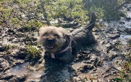 Border Terrier dogs for sale: 5yr old female border terrier  - Image 2