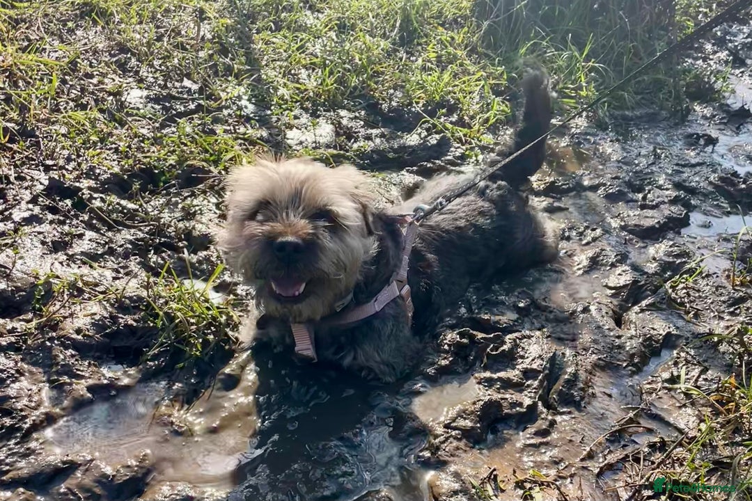 Border Terrier dogs for sale: 5yr old female border terrier  - Image 2