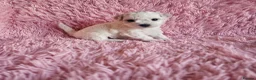 Bichon Frise dogs for sale: Bichon Frise puppy's  - Advert 11