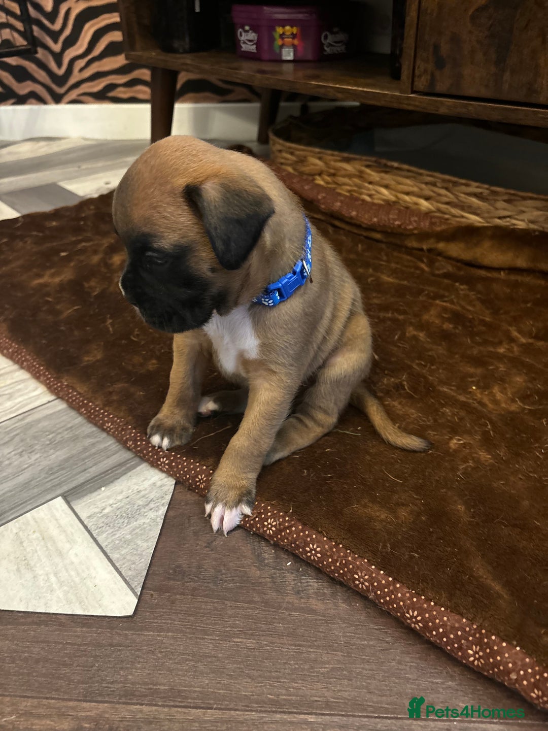 Boxer dogs for sale: Boxer puppies 5 bitches 1 boy  - Advert 13