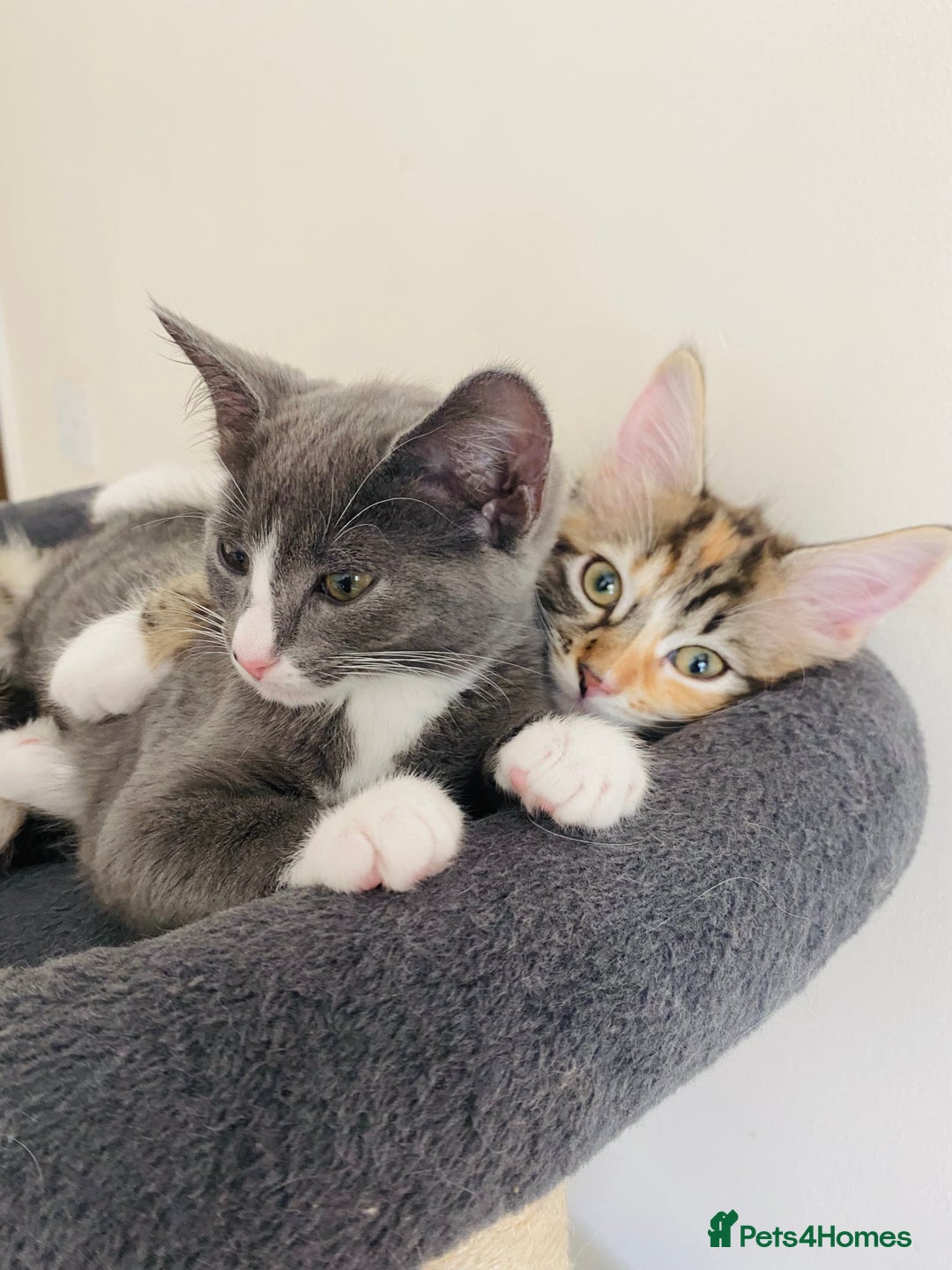 Domestic Shorthair cats for sale: Ragdoll Cross X DSH - Image 9