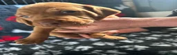 Hungarian Vizsla dogs for sale: Exceptional Pedigree Hungarian Vizsla Puppies - Advert 18