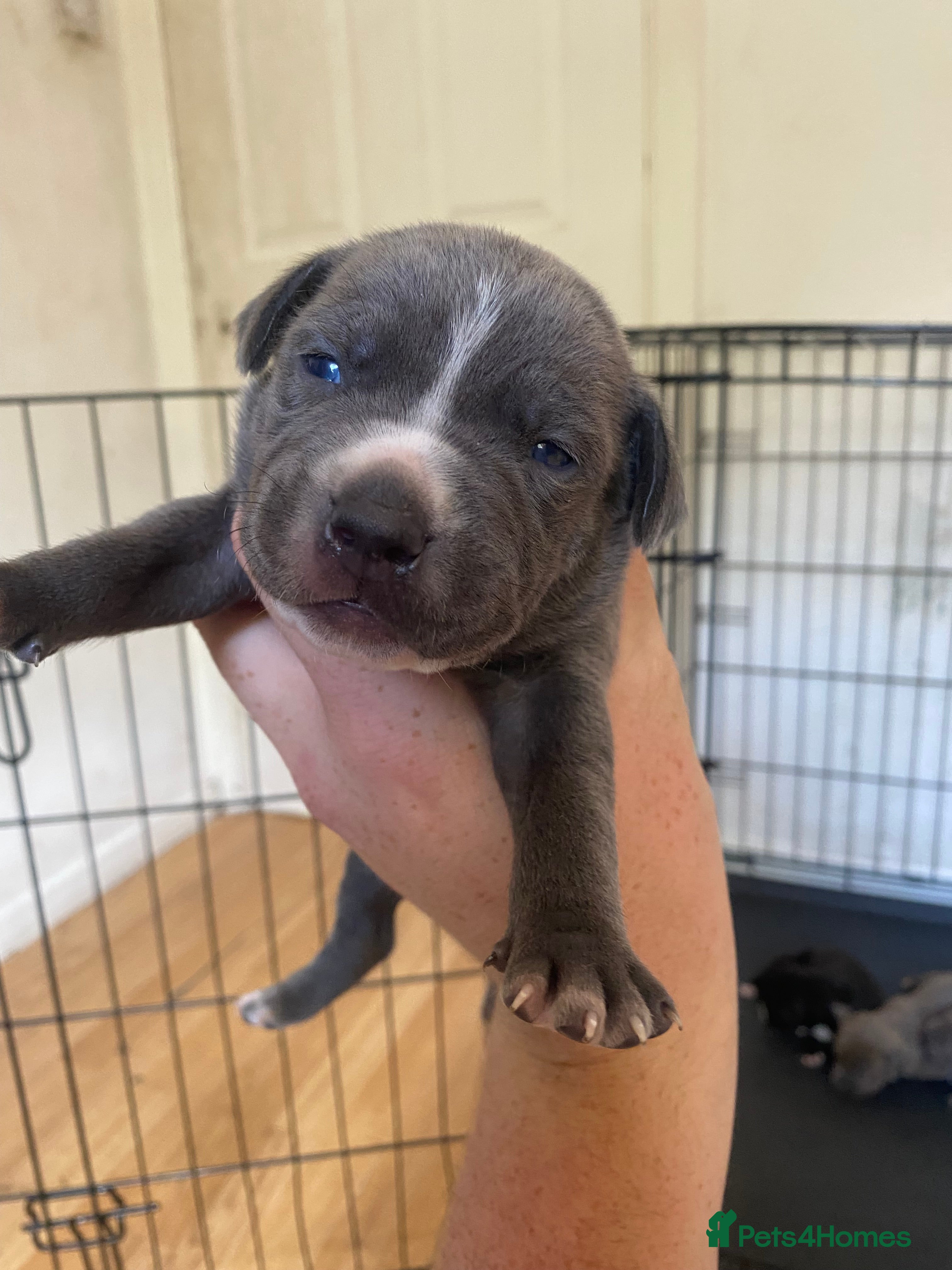 American Bull Staffy dogs 5 girls staffs 2 weeks old - Advert 2