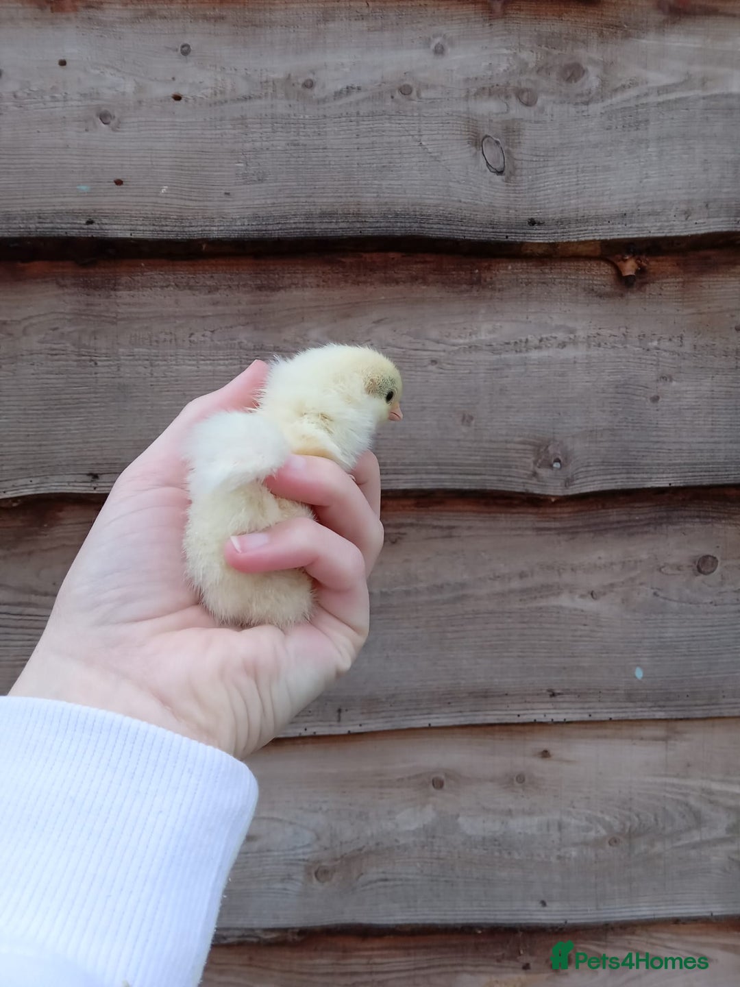 Chickens poultry for sale: Various Chicks *Hatching Continuously* - Image 8