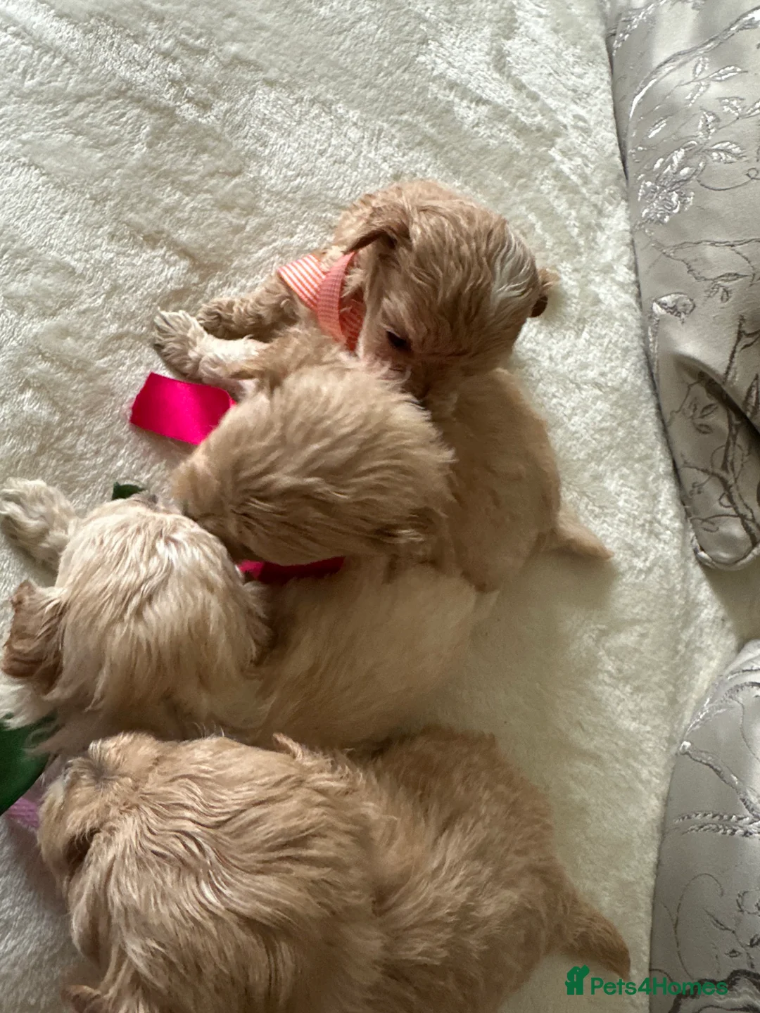 Maltipoo dogs for sale: Beautiful Maltipoo Puppies - Advert 12