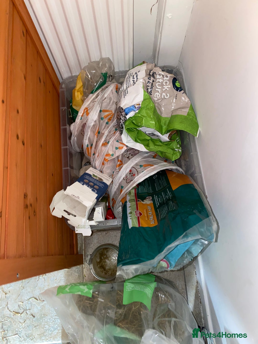 Lionhead rabbits for sale: 2 Lionhead bunnies. cage, carrier etc all included - Advert 5