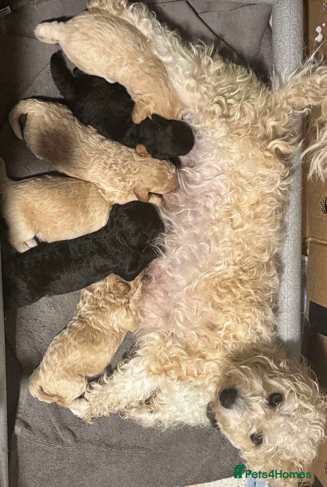 Mixed Breed dogs for sale: Poochon: 87.5% (and 12.5% jack russell) - Advert 17