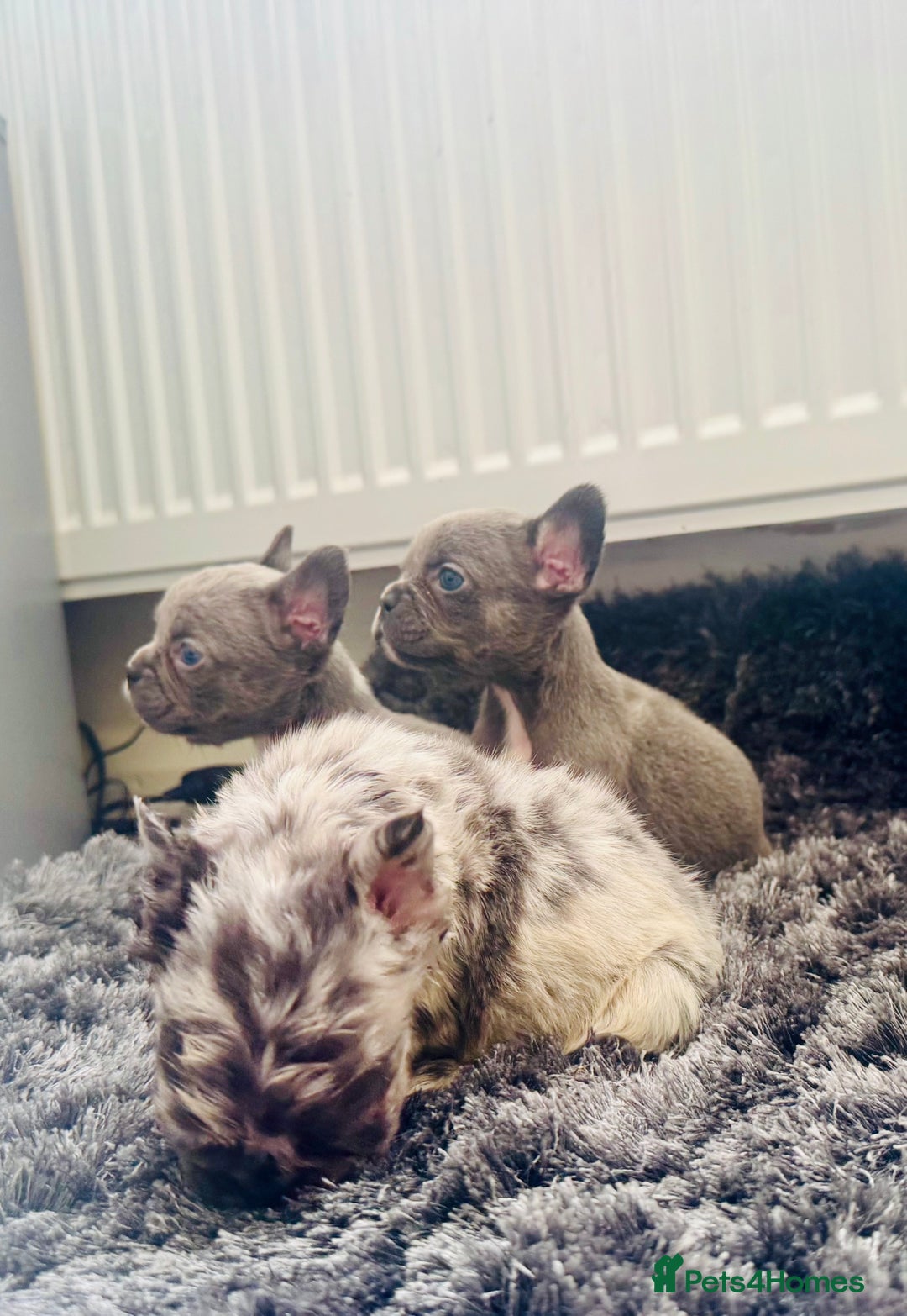 French Bulldog dogs for sale: French bulldogs - Image 17