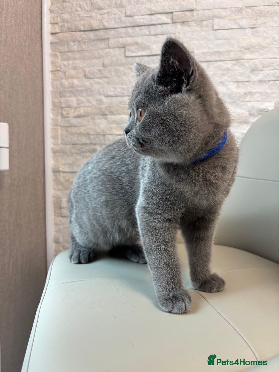 British Shorthair cats for sale: British Shorthair - Image 24