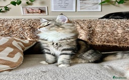 Norwegian Forest Cat cats for sale: Full FIFe pedigree Norwegian Forest Kittens  in Normanton - Image 13