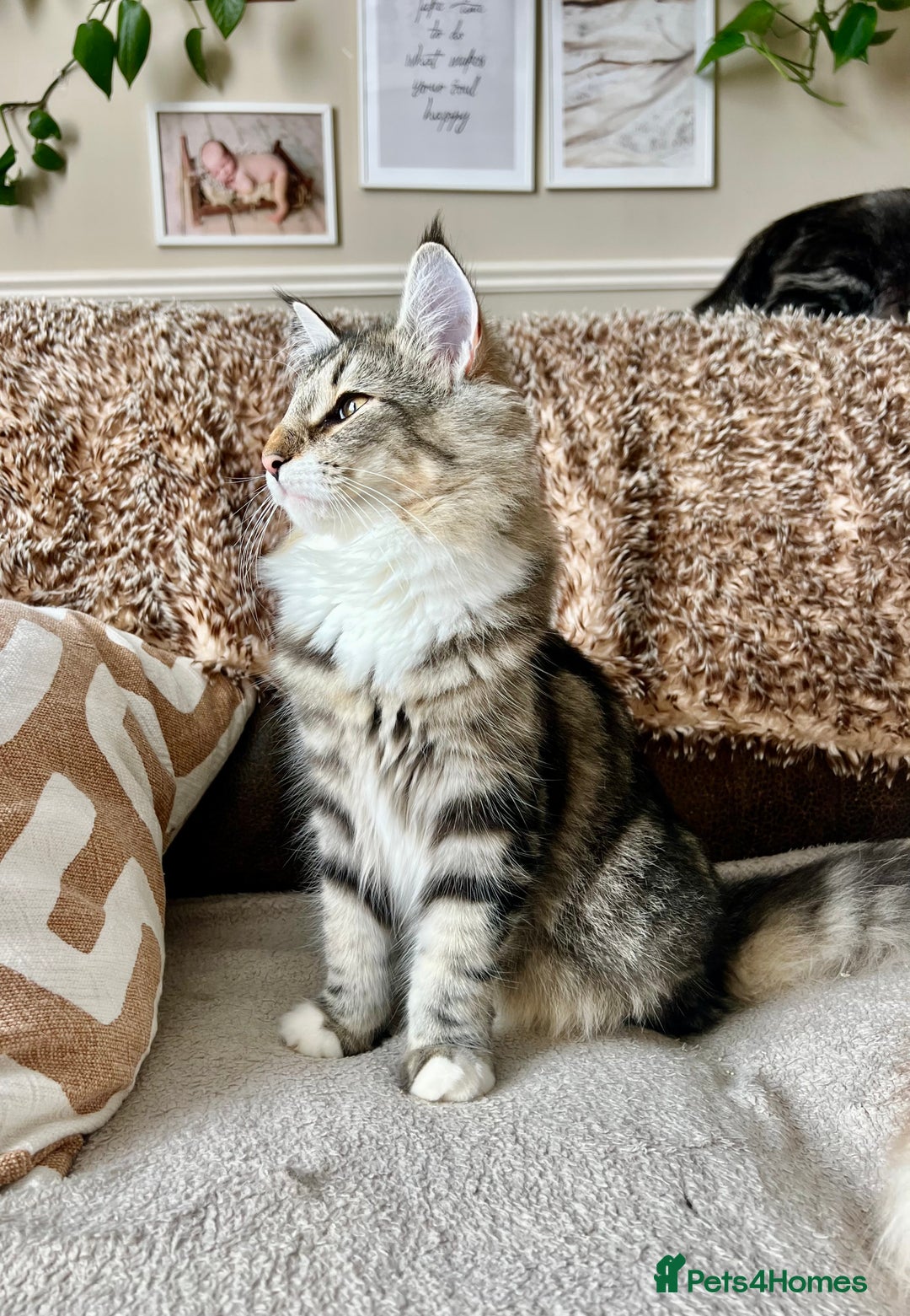 Norwegian Forest Cat cats for sale: Full FIFe pedigree Norwegian Forest Kittens  in Normanton - Image 13