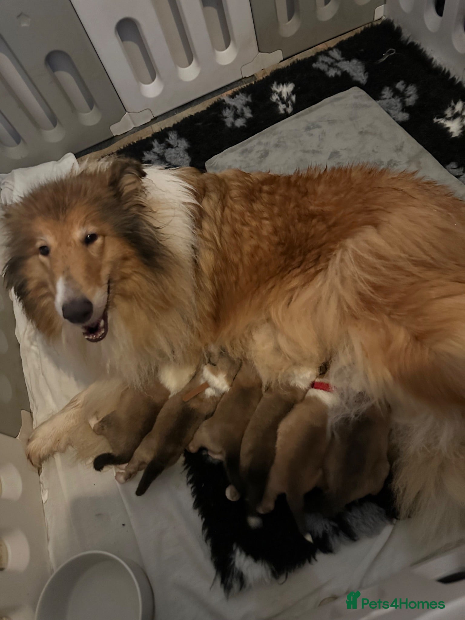 Rough Collie dogs Sable and White RKC Rough Collie - Advert 1
