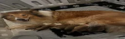 Rough Collie dogs for sale: Sable and White RKC Rough Collie - Advert 1