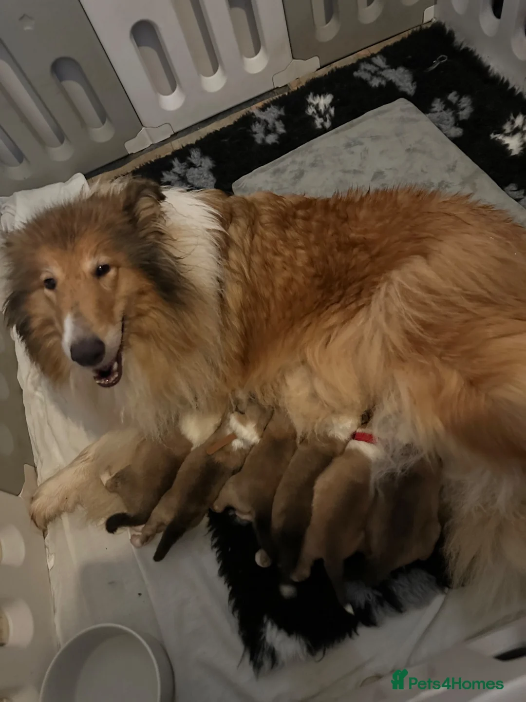 Rough Collie dogs for sale: Sable and White RKC Rough Collie - Advert 1