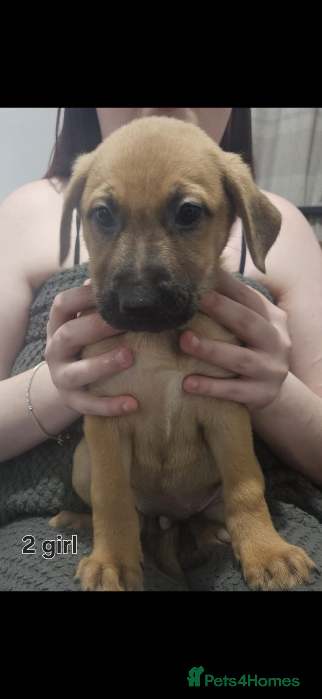 Mixed Breed dogs for sale: Puppies  - Advert 9