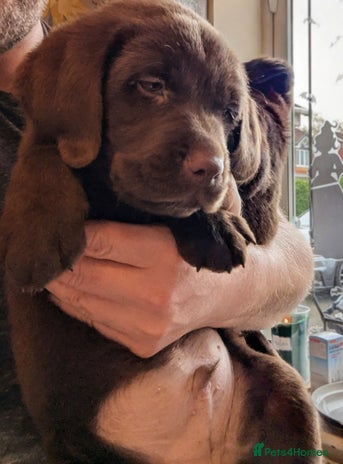 Labrador Retriever dogs - Advert 2