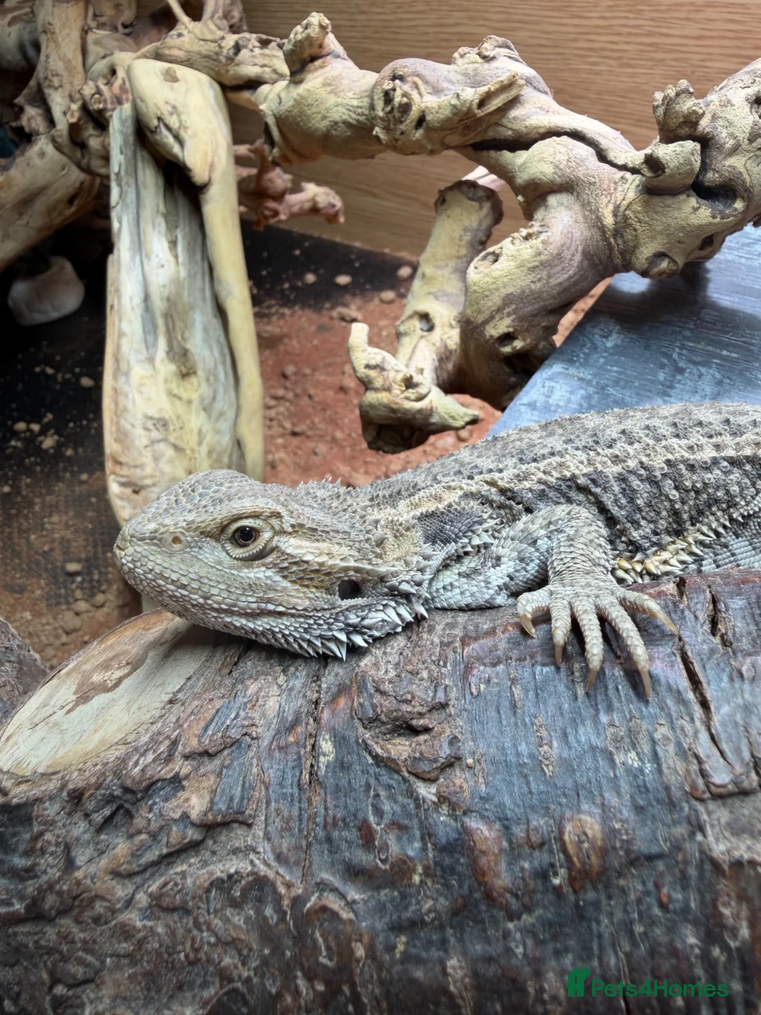 Bearded Dragon reptiles for sale: 10 month old bearded dragon with full set up  in Worksop - Advert 3