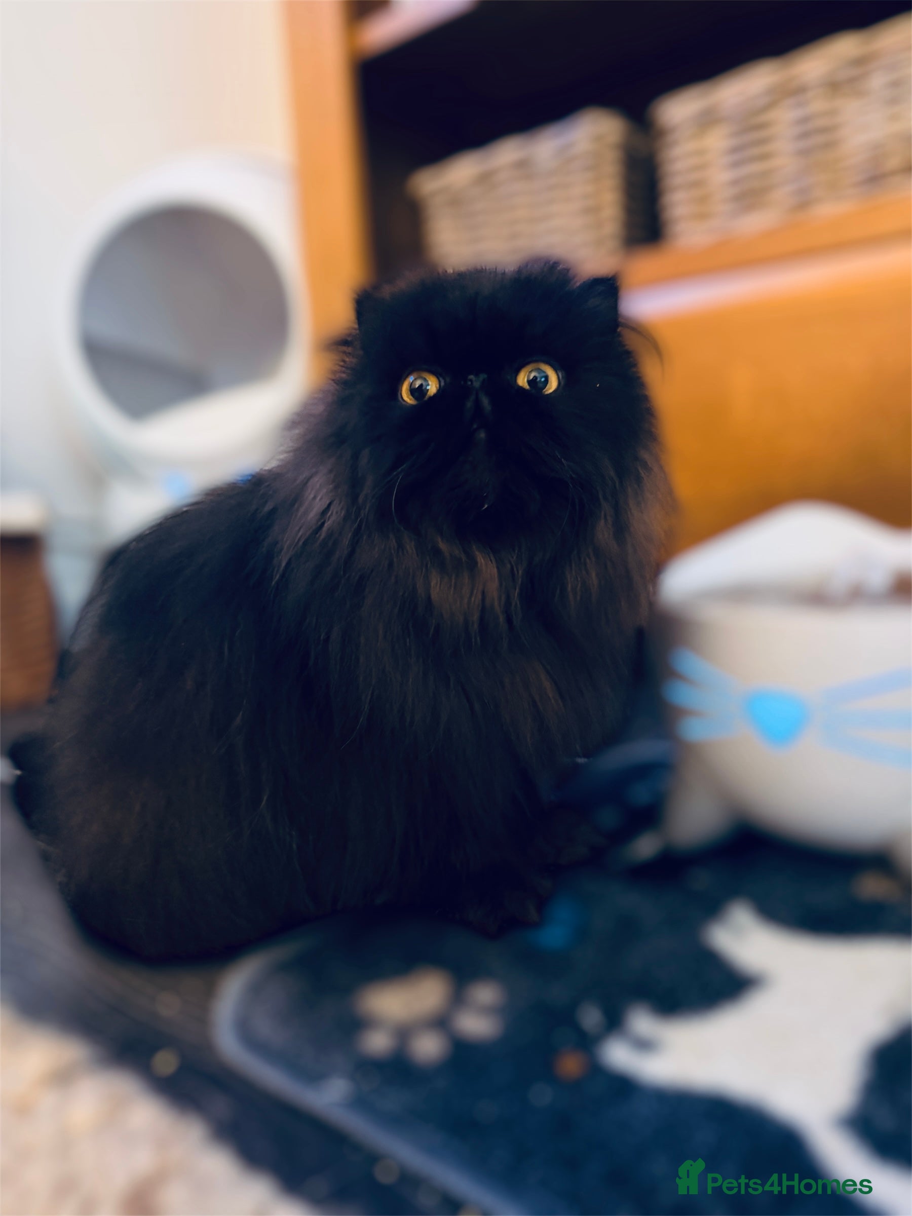 Persian cats Beautiful long hair Persian girl  - Advert 6