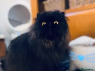 Persian cats Beautiful long hair Persian girl - Advert 6