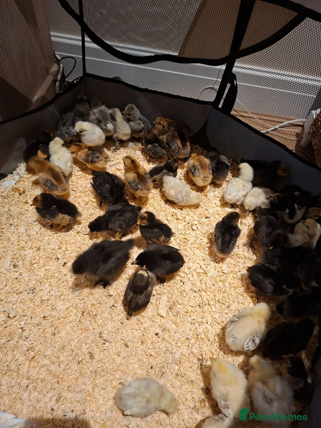 Chickens poultry for sale: Day old chicks - Advert 2