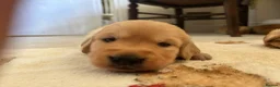 Golden Retriever dogs for sale: Golden Retriever Pup's for sale. - Advert 14