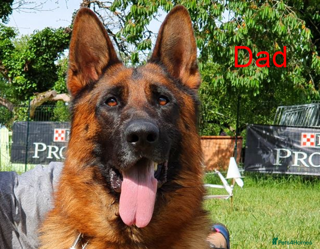 German Shepherd dogs for sale: New Home ASAP – 5-Month-Old German Shepherd  - Image 7
