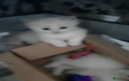 Ragdoll cats for sale:  loved Ragdoll kittens Full Breed - Image 13