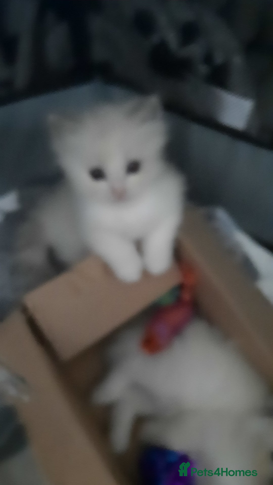 Ragdoll cats for sale:  loved Ragdoll kittens Full Breed - Image 13