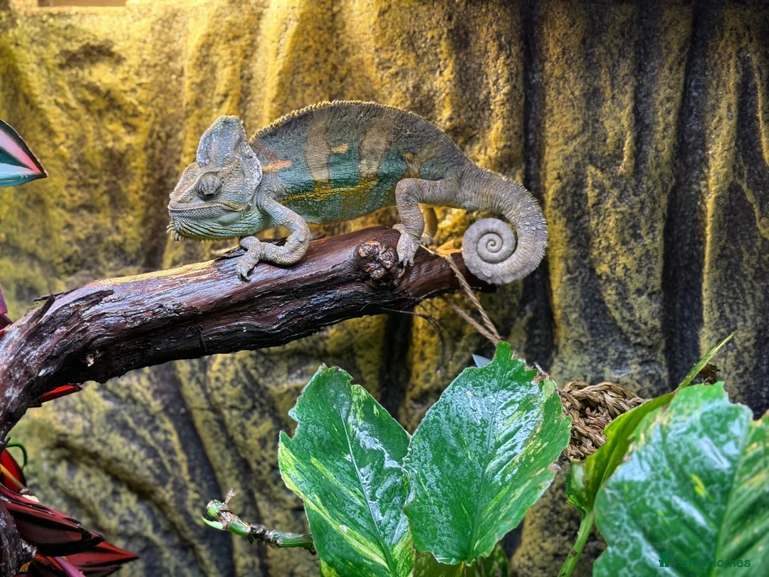 Chameleon reptiles for sale: Chameleon  in Burgess Hill - Advert 1