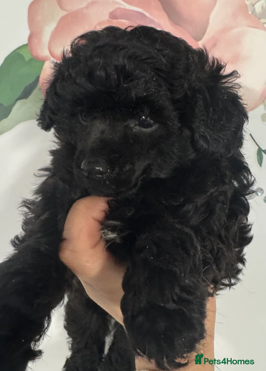 Toy Poodle dogs for sale: Toy poodle x Asian  - Advert 12