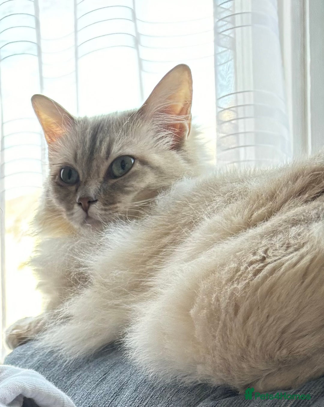 Ragdoll cats for sale: Sadly selling my beautiful ragdoll Lillie  - Advert 4